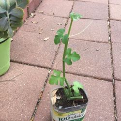 Cissus Quadrangularis  Or hadjod Plant 