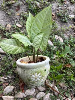 Small plant