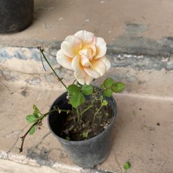Orange Rose Plant 