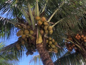 Coconuts
