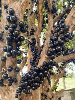Jaboticaba Fruit Tree