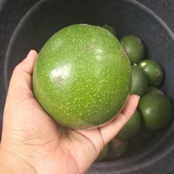 Aguacates Cremosos 🥑 