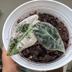 Alocasia Amazonia Polly 