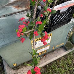 Plants