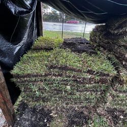 St Augustine Sod - Pallet