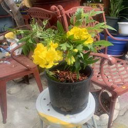 Variedad De Plantas 🪴