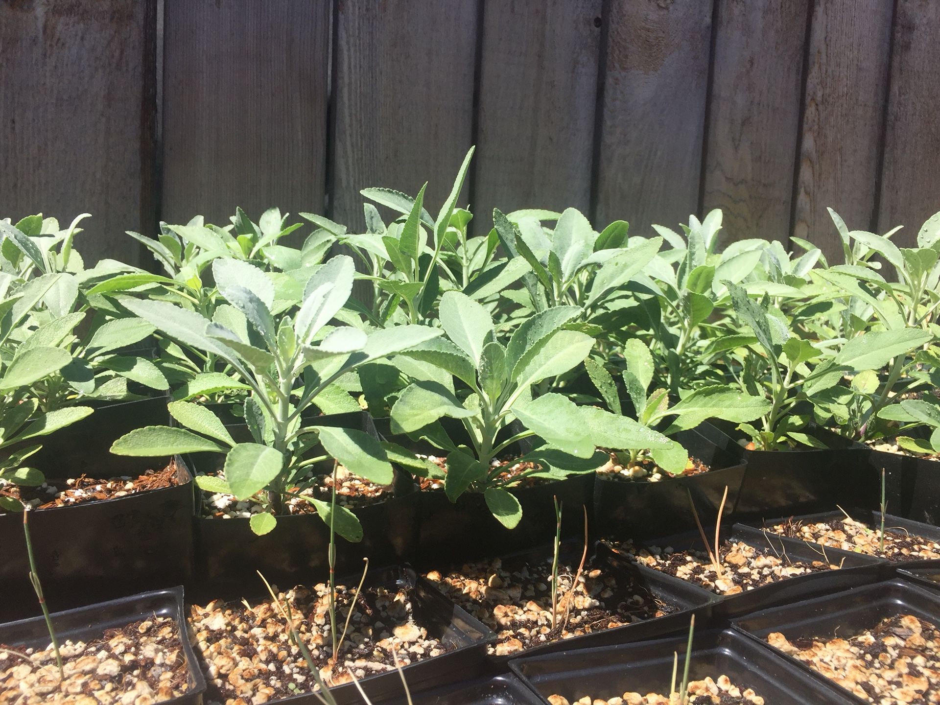 White sage plants, seeds, loose dry sage, sage bundles ..!
