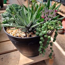 Mother's Day Succulent Arrangements/arreglos Para El Dia D Las Madres 