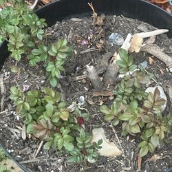 Mini Rose Bushes