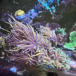 Saltwater Coral Decorations