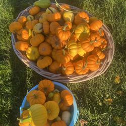5 Pack Miniature Pumpkins