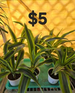 Dracaena