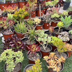 Variety Of Succulent Plants 