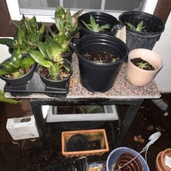 Mother-in-law's tongue, Snake plant-Saint George's sword,