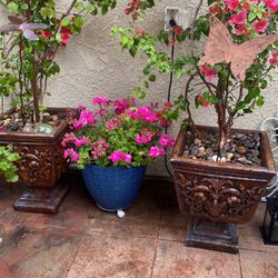 Two Huge Plants With URN Planters 