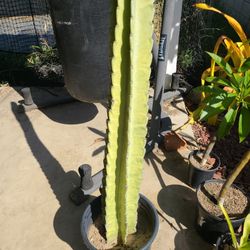 Beautiful 4 Foot Cactus