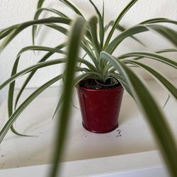Spider Plant