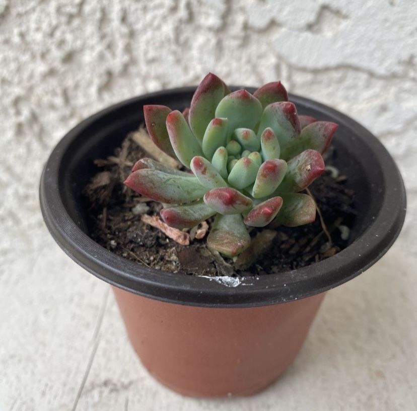 3 Inch Pot Succulent Plant Rossete - Hybrid Sedeveria - Blue Elf - Rooted & Established - Drought Resistant - 🪴