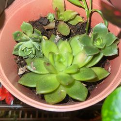 Small Succulent Pot