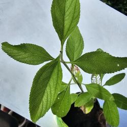 Lemon Verbena Scented Plant, Rooted