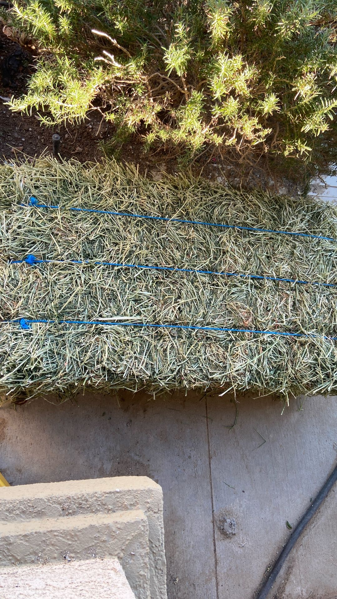Pack Of Hay