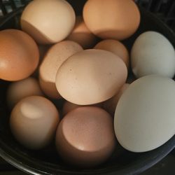 Huevos de gallina/huevo organico
