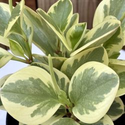 Peperomia Citrus Twist Plant