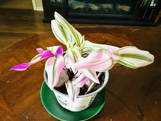 Pink Tradescantia Nanouk Plant in 6” pot