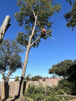 we cut trees
