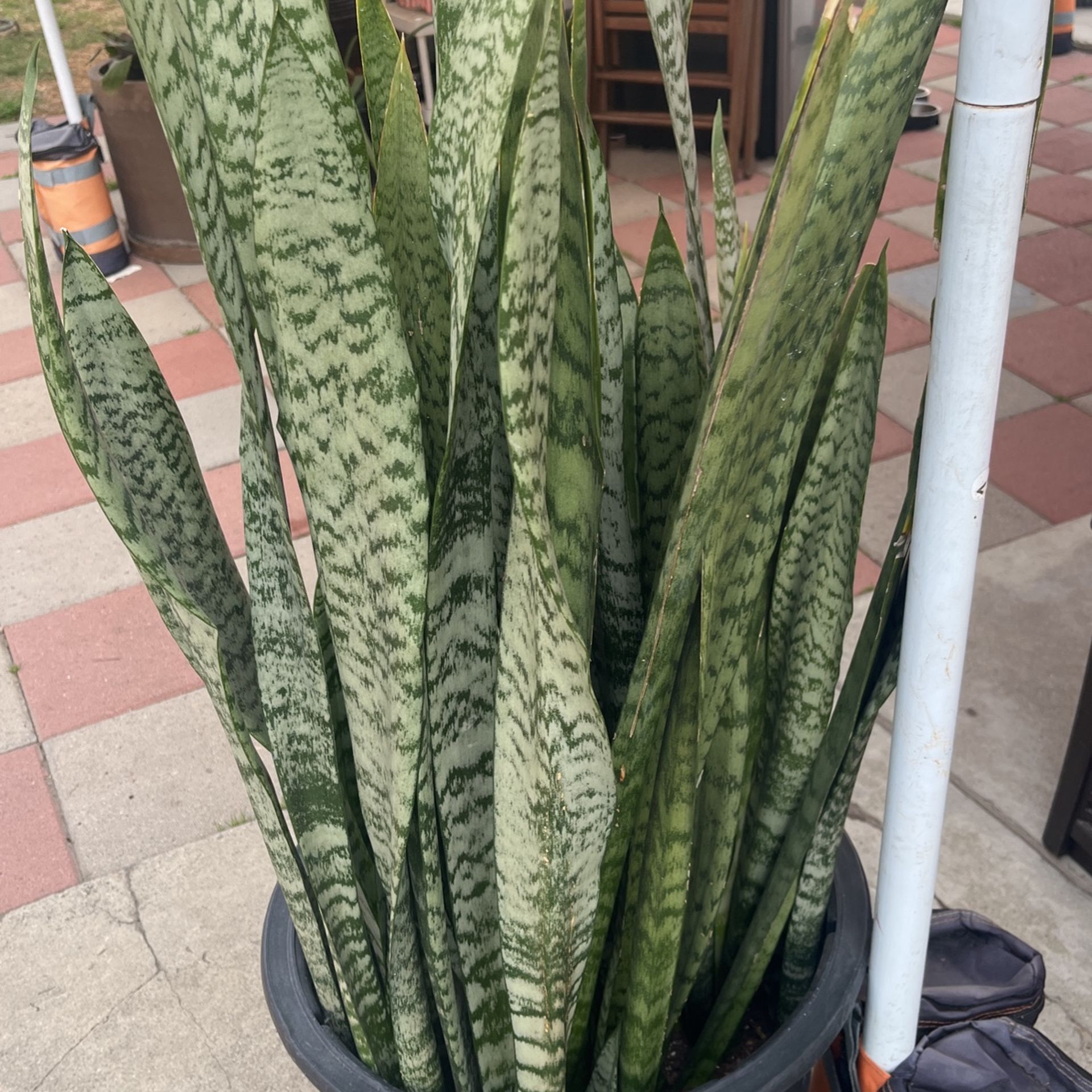 Sansevieria or Mother In Law/Lengua De Suegra