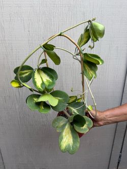 6” hoya kerrii reverse
