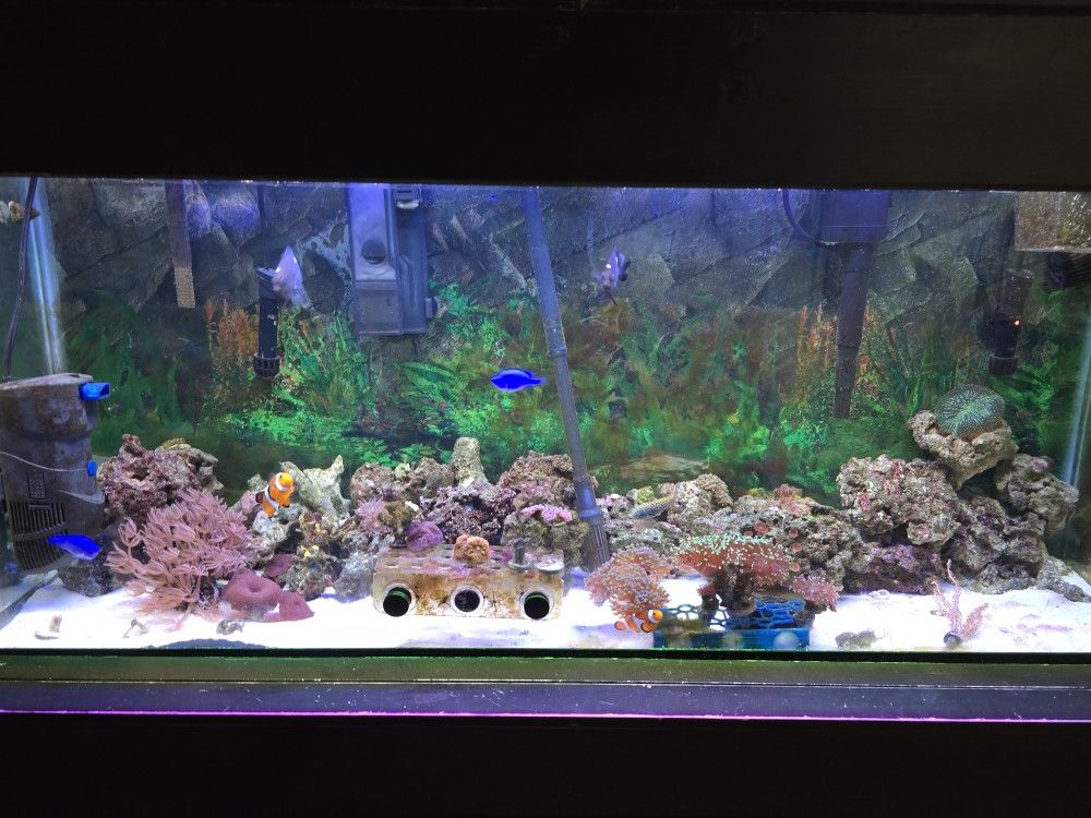 Fish tank with everything inside