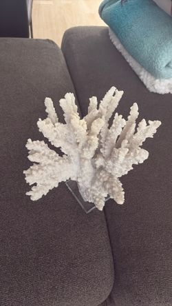 Coral decor