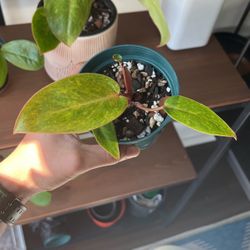 Baby Philodendron Painted Lady Offshoot Plant