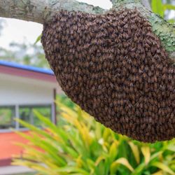 FREE Honey bee removal