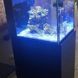 Reef Fish Tank