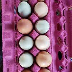 Farm fresh eggs