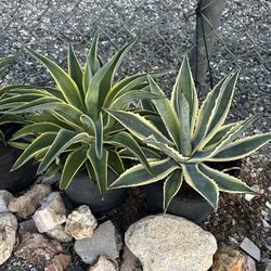 Agave