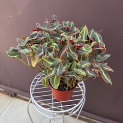 6” begonia listada 