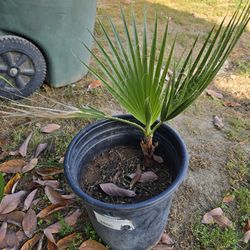 Palm plant