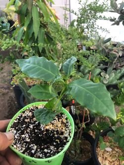 4in coffee plants