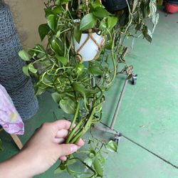 Long Trailing Pothos $25