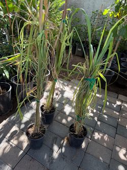 Lemon Grass Plans !15 Each Price Firm