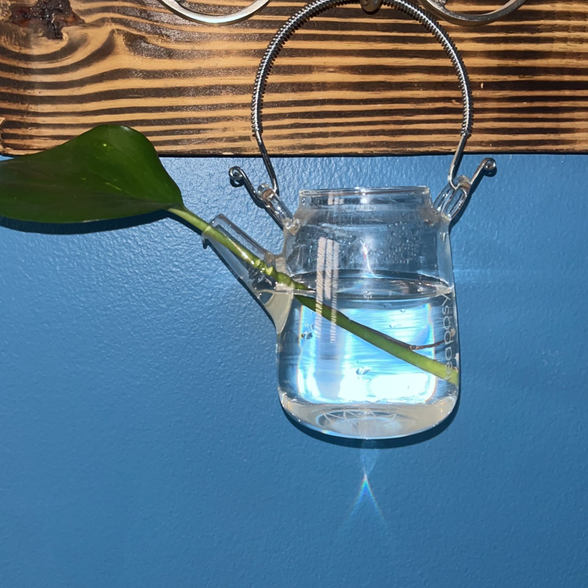 Traposy Teapot With Plant