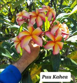 Plumeria Puu Kahea Rooted