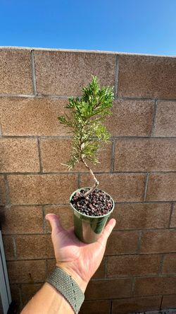 prostrata juniper 3yr old in a 3” cup