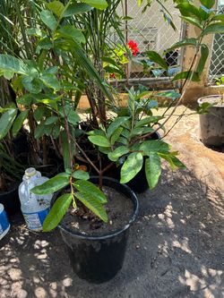 Guava Tree