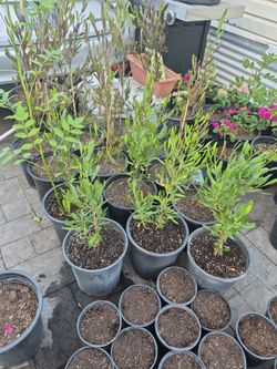 Green and purple hopseed bushes