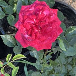 Roses 🌹 Plants 🪴 Rosales