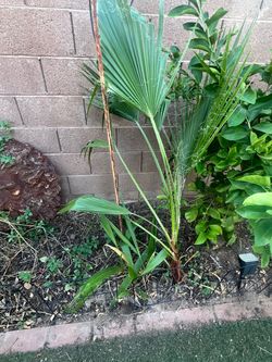 Baby Palm Trees
